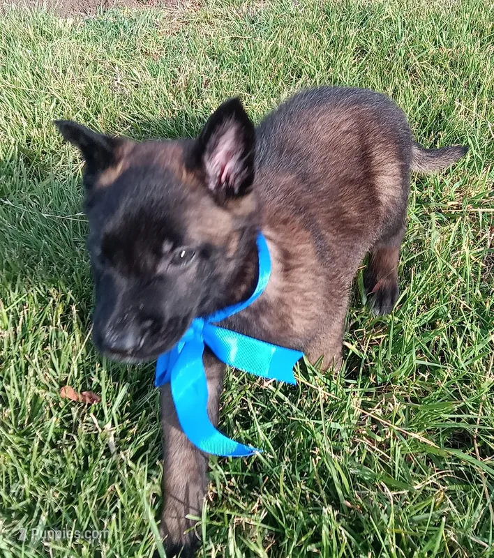 Max – Belgian Malinois puppy for sale in Chula Vista, CA