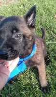 Max, a male Belgian Malinois for sale in Chula Vista, CA – 2 of 7