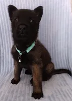 Mako, a female Belgian Malinois for sale in Chula Vista, CA – 5 of 7