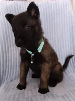 Mako, a female Belgian Malinois for sale in Chula Vista, CA – 2 of 7