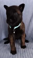 Mako, a female Belgian Malinois for sale in Chula Vista, CA – 3 of 7
