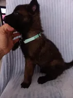 Mako, a female Belgian Malinois for sale in Chula Vista, CA – 7 of 7