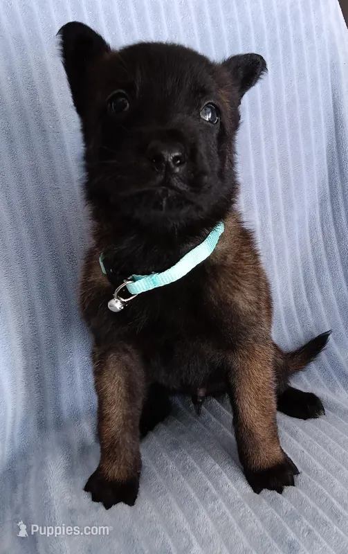 Mako – Belgian Malinois puppy for sale in Chula Vista, CA