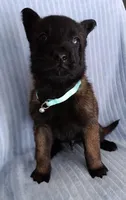 Mako, a female Belgian Malinois for sale in Chula Vista, CA – 1 of 7