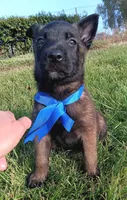 Max, a male Belgian Malinois for sale in Chula Vista, CA – 3 of 7
