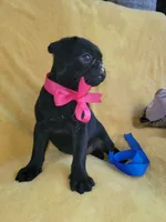 Happy, a female Pug for sale in Chula Vista, CA – 2 of 10