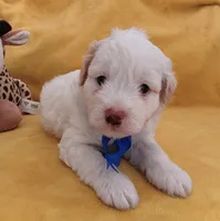 Charlie, a male Maltipoo for sale in Chula Vista, CA – 1 of 7