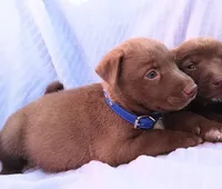 Bobby, a male Labrador Retriever for sale in Chula Vista, CA – 4 of 4