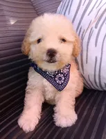 Max, a male Maltipoo for sale in Chula Vista, CA – 7 of 8