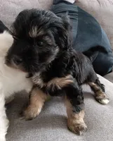 Fify, a female Maltese and Poodle - Miniature  for sale in Chula Vista, CA – Photo 4 of 7