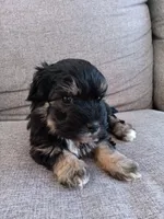 Fify, a female Maltese and Poodle - Miniature  for sale in Chula Vista, CA – Photo 7 of 7