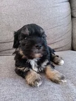 Fify, a female Maltese and Poodle - Miniature  for sale in Chula Vista, CA – Photo 6 of 7