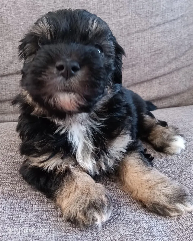 Fify, a female Maltese and Poodle - Miniature  for sale in Chula Vista, CA – Photo 1 of 7