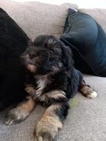Fify, a female Maltese and Poodle - Miniature  for sale in Chula Vista, CA – Photo 5 of 7