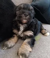 Fify, a female Maltese and Poodle - Miniature  for sale in Chula Vista, CA – Photo 3 of 7