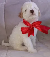 Teddy, a male Maltipoo for sale in Chula Vista, CA – 4 of 10
