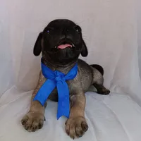 Bobby, a male Pug for sale in Chula Vista, CA – 6 of 6