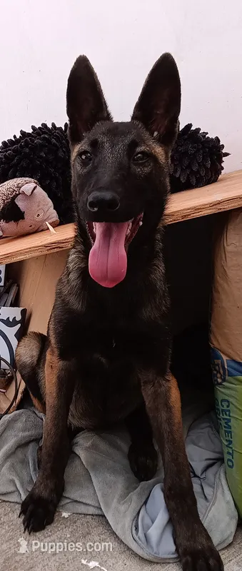 Lucy  – Belgian Malinois puppy for sale in Chula Vista, CA