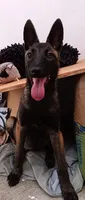 Lucy , a female Belgian Malinois for sale in Chula Vista, CA – 1 of 6