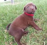 Max, a male Labrador Retriever for sale in Chula Vista, CA – 3 of 5