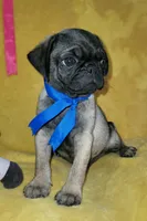 Bobby, a male Pug for sale in Chula Vista, CA – 2 of 6