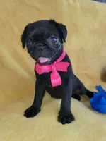 Happy, a female Pug for sale in Chula Vista, CA – 9 of 10