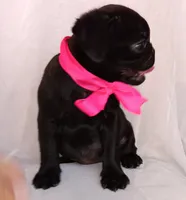 Happy, a female Pug for sale in Chula Vista, CA – 2 of 7