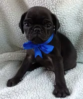 Peabody, a male Pug for sale in Chula Vista, CA – 10 of 10