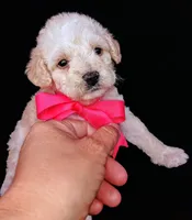 Lu, a female Poodle - Miniature  for sale in Chula Vista, CA – Photo 3 of 10