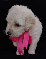Lu, a female Poodle - Miniature  for sale in Chula Vista, CA – Photo 5 of 10