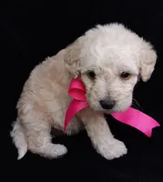 Lu, a female Poodle - Miniature  for sale in Chula Vista, CA – Photo 4 of 10