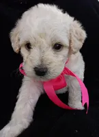 Lu, a female Poodle - Miniature  for sale in Chula Vista, CA – Photo 10 of 10