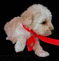 Lu, a female Poodle - Miniature  for sale in Chula Vista, CA – Photo 8 of 10