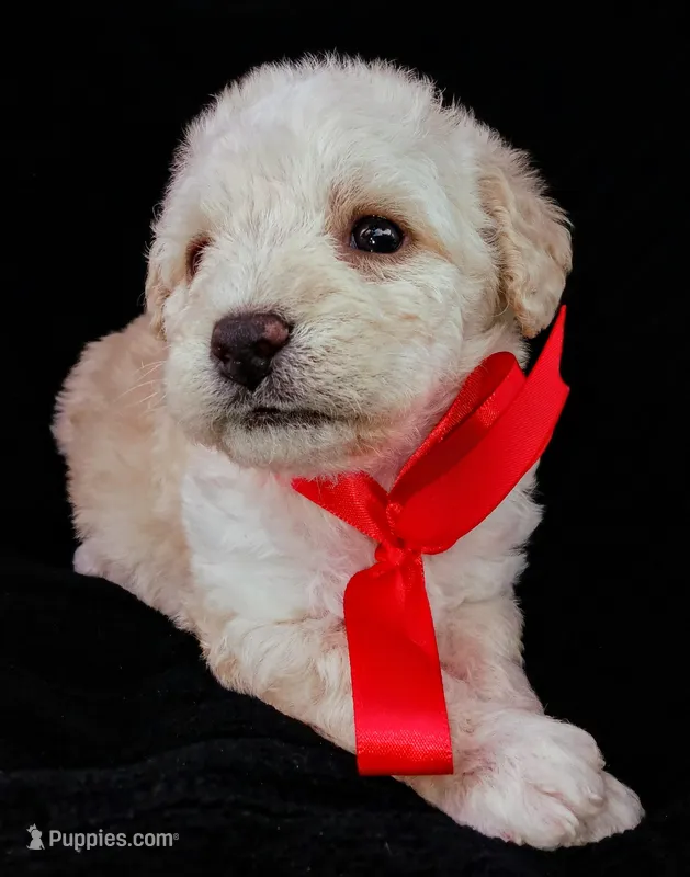 Lu – Poodle - Miniature  puppy for sale in Chula Vista, CA