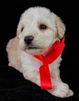 Lu, a female Poodle - Miniature  for sale in Chula Vista, CA – Photo 1 of 10