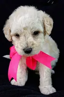 Lu, a female Poodle - Miniature  for sale in Chula Vista, CA – Photo 6 of 10