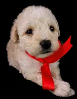 Lu, a female Poodle - Miniature  for sale in Chula Vista, CA – Photo 2 of 10