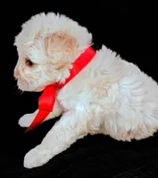 Lu, a female Poodle - Miniature  for sale in Chula Vista, CA – Photo 7 of 10