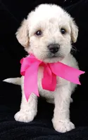 Lu, a female Poodle - Miniature  for sale in Chula Vista, CA – Photo 9 of 10