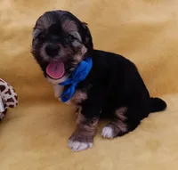 Tommy, a male Maltipoo for sale in Chula Vista, CA – 3 of 10