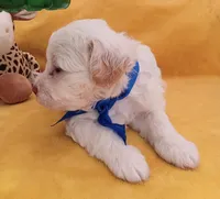 Charlie, a male Maltipoo for sale in Chula Vista, CA – 7 of 7