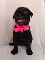Happy, a female Pug for sale in Chula Vista, CA – 4 of 7