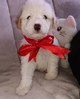 Teddy, a male Maltipoo for sale in Chula Vista, CA – 2 of 10
