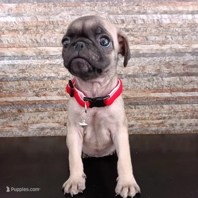 Eve, a female Pug for sale in Chula Vista, CA – 1 of 4