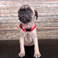 Eve, a female Pug for sale in Chula Vista, CA – 1 of 4