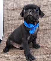 Chubby pugsie , a male Pug for sale in Chula Vista, CA – 5 of 8
