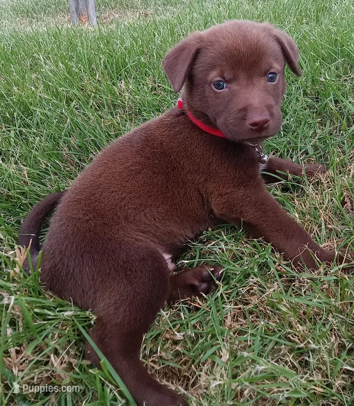 Max – Labrador Retriever puppy for sale in Chula Vista, CA
