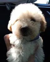 Max, a male Maltipoo for sale in Chula Vista, CA – 2 of 8