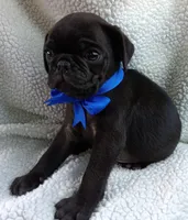 Peabody, a male Pug for sale in Chula Vista, CA – 9 of 10
