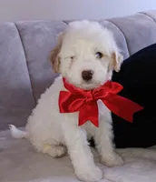 Teddy, a male Maltipoo for sale in Chula Vista, CA – 10 of 10